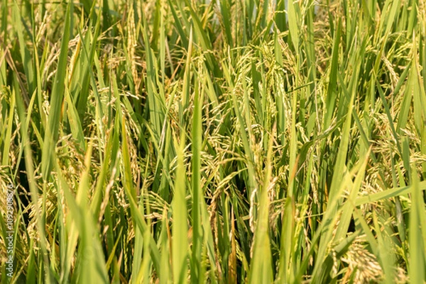 Fototapeta A scenic view of ricefields starting to turn yellow, with terraced rice paddies visible. The image captures the beauty of the fields at the brink of harvest season