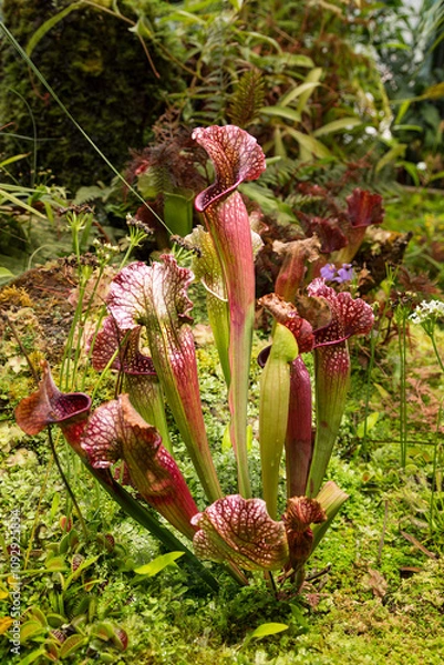 Fototapeta Sarracenia (Sarracenia leucophylla) and venus flycatcher (Dionaea muscipula) is a predatory insectivorous plants in the botanical garden