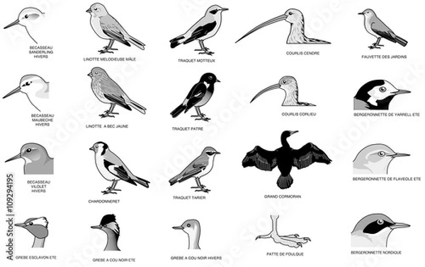 Obraz Oiseaux 1