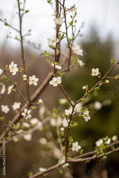 Fototapeta Delicate Blossoms Gracefully Resting on a Spring Tree Branch Captured in Soft Focus Light