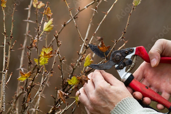 Obraz hands with a pruner prune a gooseberry shoots