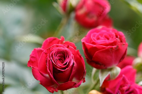 Fototapeta 薔薇の花