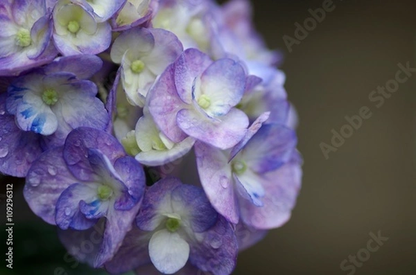 Fototapeta Hydrangea
