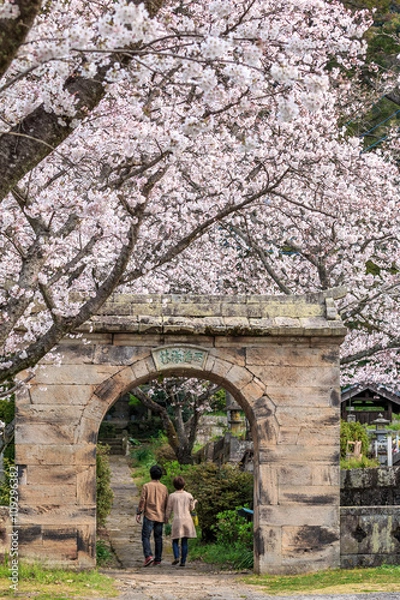Fototapeta 桜のアーチ＠佐賀県武雄市