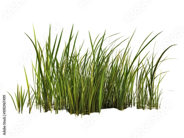Fototapeta a close up of grass