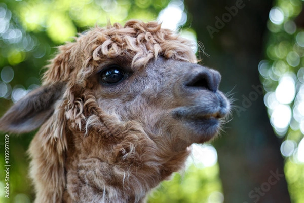 Obraz リャマのポートレート