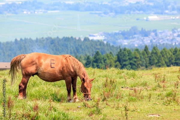 Fototapeta 馬のポートレート