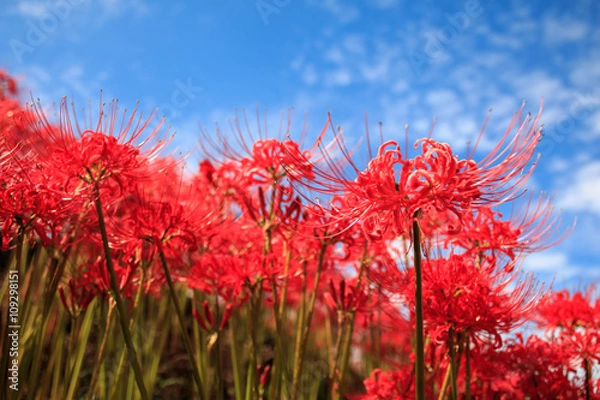 Obraz 彼岸花と青空
