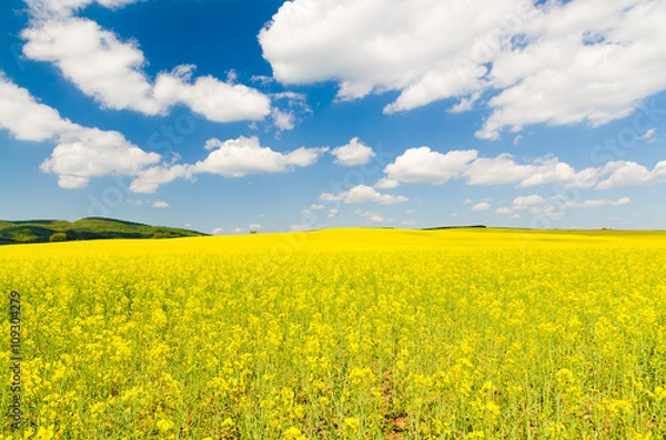 Fototapeta Yellow oilseed rape field under the blue sky with sun