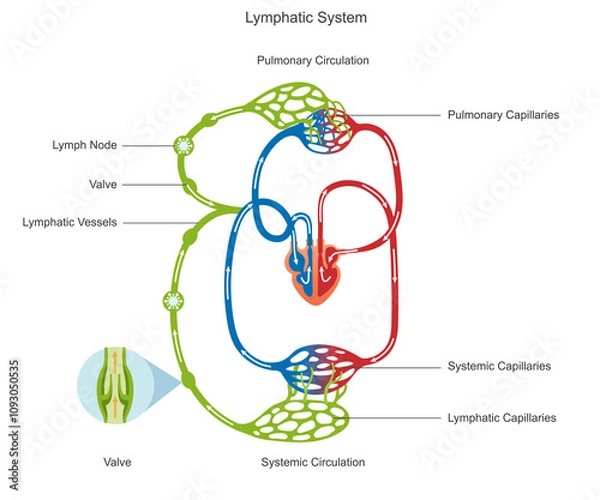 Fototapeta Lymphatic circulation moves lymph through vessels and nodes, aiding immunity and fluid balance