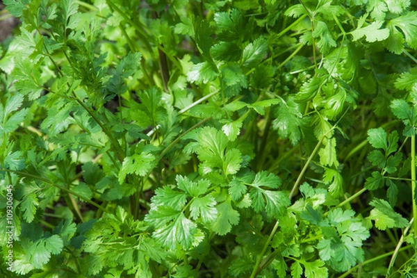 Obraz Młoda roślina zielna kolendry