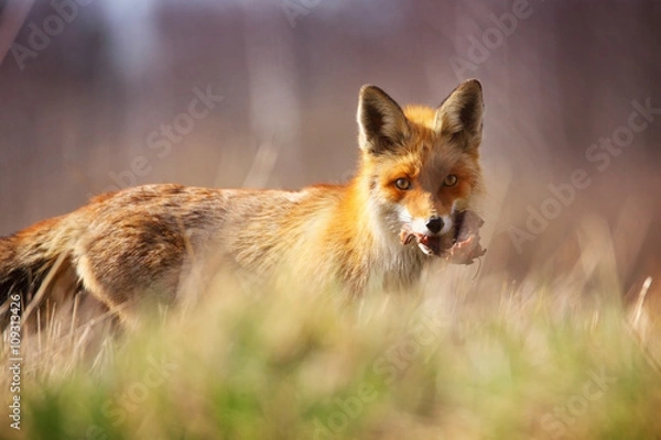 Obraz young fox with meat