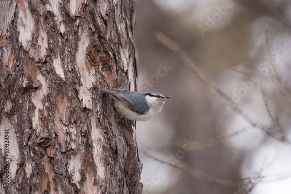 Obraz Eurasian nuthatch