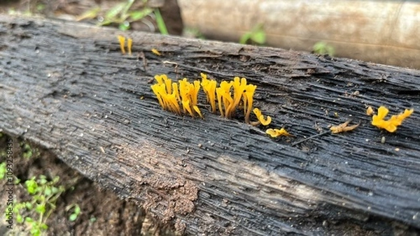 Fototapeta moss on tree