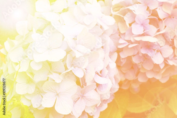 Obraz Abstract soft light Hydrangea flower for background