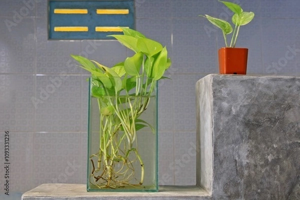 Fototapeta Pothos in a square glass vase for purifying the air in the bathroom
