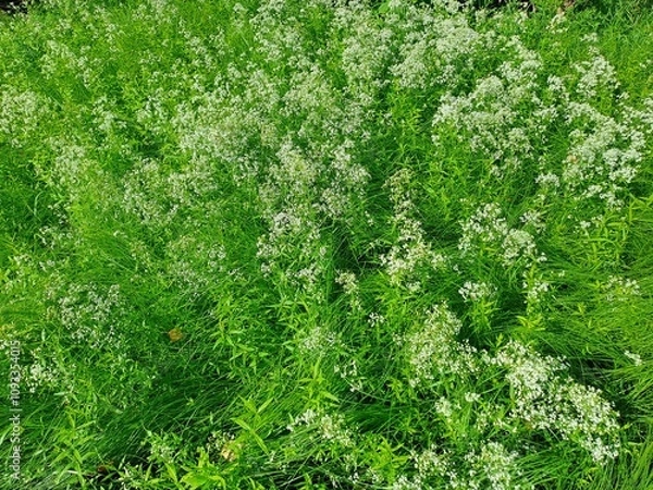 Fototapeta close up of grass