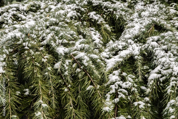 Fototapeta Green pine branches covered with snow in the winter forest closeup as Christmas background