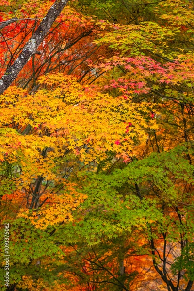 Fototapeta 秋のもみじ湖　箕輪町