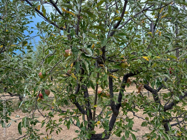 Fototapeta Apple orchard, rows of apple trees full of fruit ready for picking, Julian, South California. USA