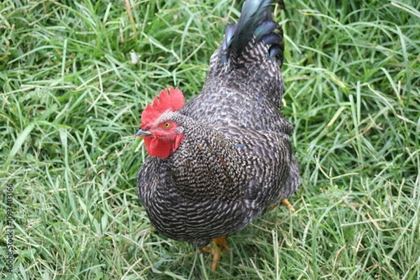 Fototapeta rooster in the grass