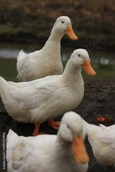 Obraz White ducks on the farm