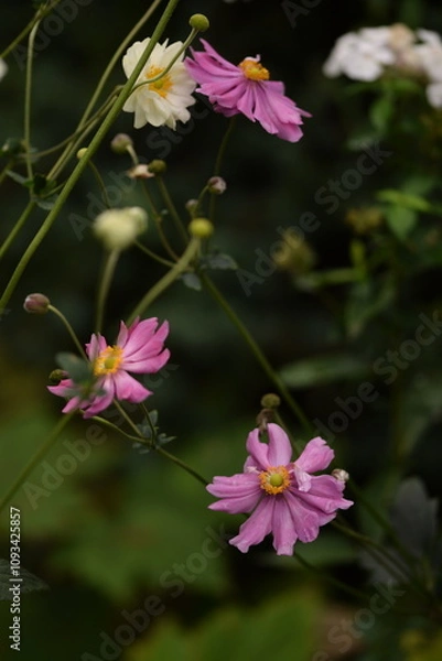 Fototapeta Anemone japonica flowers pink and double, pink anemones on green bokeh background with space for text.