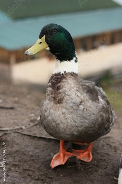 Obraz Drake by the river