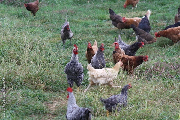 Obraz free range chickens