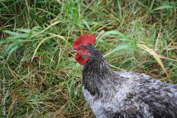 Obraz rooster in the field