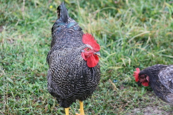 Obraz rooster in the field
