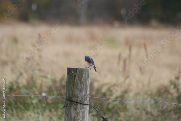 Obraz blue bird on a fence post