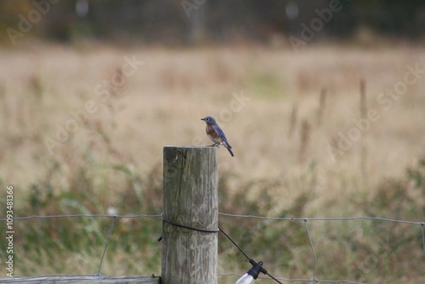Obraz blue bird on a fence post