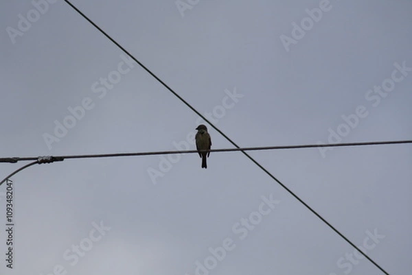 Obraz bird on a wire