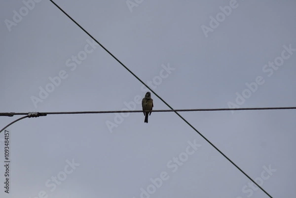 Obraz bird on a wire