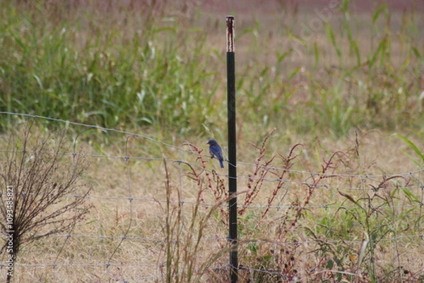 Obraz blue jays on a fence