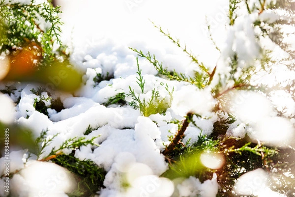 Fototapeta Close-up of green tree branches with snow and light bokeh 