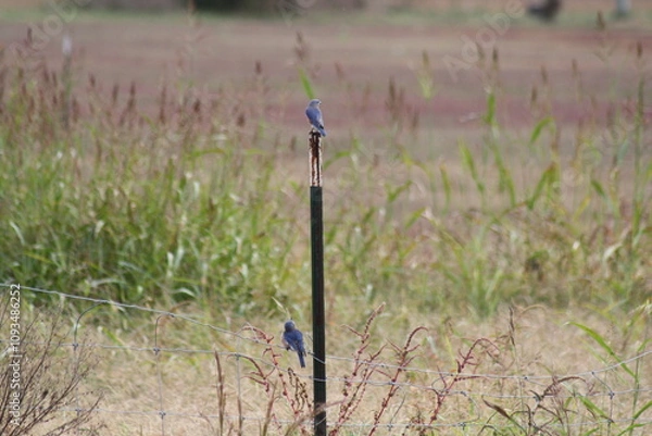 Obraz Blue Jays on a fence