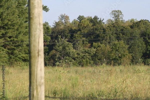 Obraz relaxing pasture view