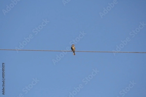 Obraz bird on a wire