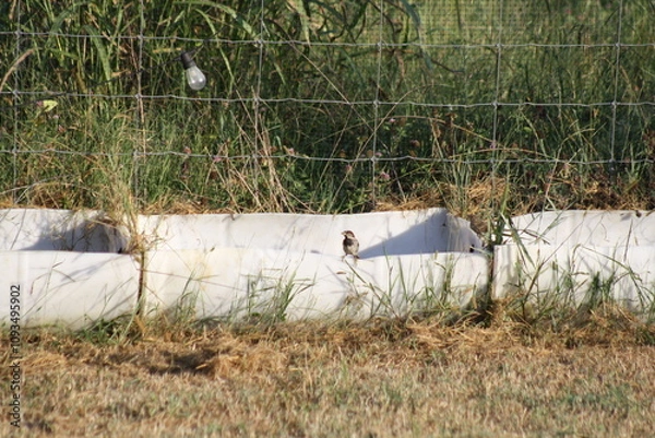 Fototapeta bird on a barrel