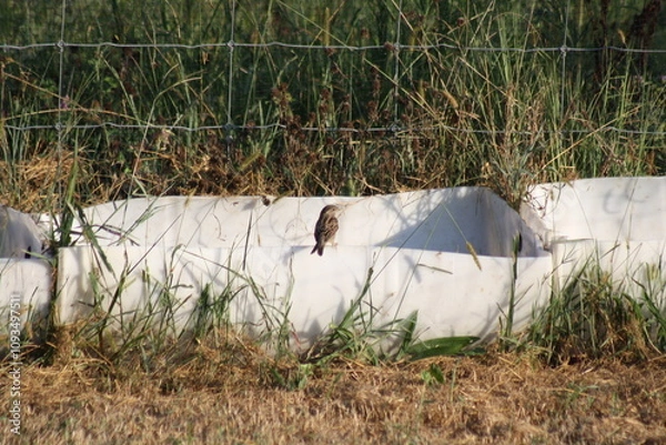 Obraz little bird on the water barrel 