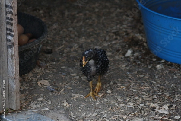 Obraz Chicken in the Teenage Stage