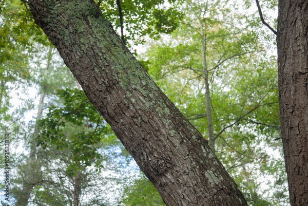 Obraz Lichen on a pine tree