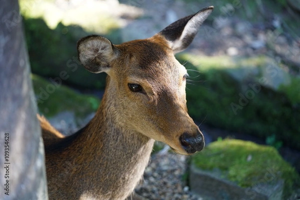 Fototapeta かわいい鹿