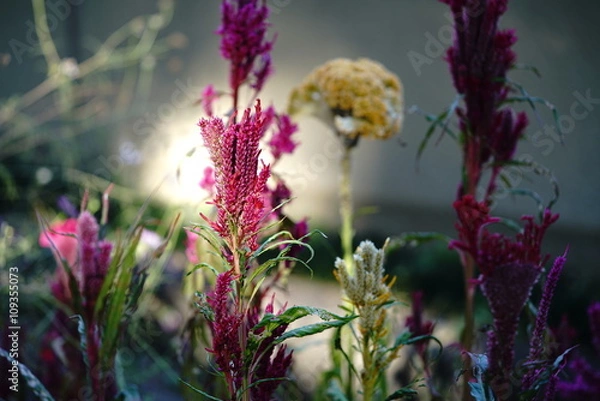 Fototapeta 闇に咲く花