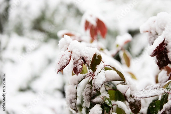 Obraz Icy snow on tree branches close-up with blurred background