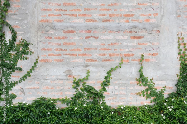 Obraz Vine on old wall