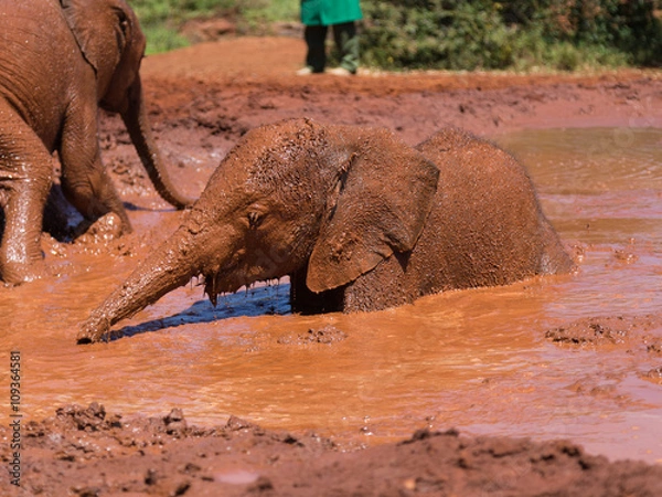 Obraz Bathing baby elephant