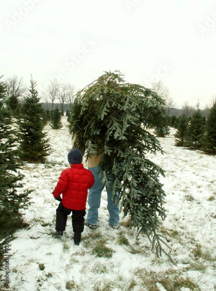 Obraz bringing home the christmas tree